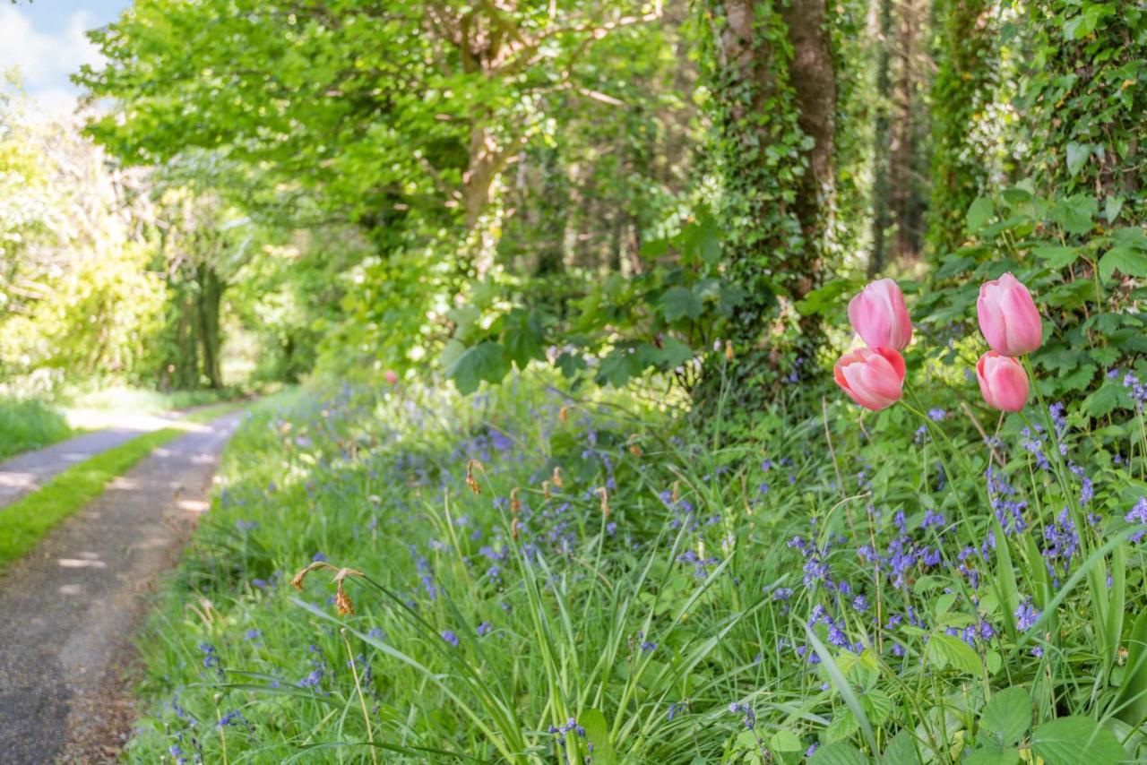 Bluebell Llanrwst
